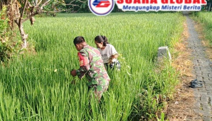 Sertu Sukirman Lakukan Pendampingan Pertanian Bantu Warga Cabuti Rumput Liar