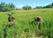 Optimalkan Pertumbuhan Tanaman Padi Serma Masagung Budi Wijaya Bantu Petani Cabuti Rumput Liar
