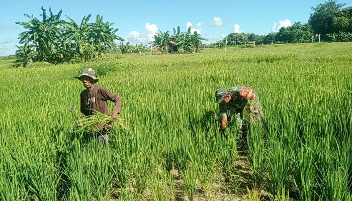 Optimalkan Pertumbuhan Tanaman Padi Serma Masagung Budi Wijaya Bantu Petani Cabuti Rumput Liar