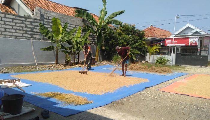 Babinsa Koramil 0826-10 Waru Bantu Warga Jemur Padi di Dusun Tampojung Guwa