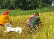 Hadir di Tengah Masyarakat, Serma M Saleh Bantu Warga Panen Padi di Desa Jalmak