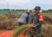 Babinsa Koramil 0826-26 Pademawu Dampingi Petani dalam Panen Padi di Desa Lemper