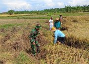 Penuh Semangat Babinsa Bartim Bantu Warga Panen Padi