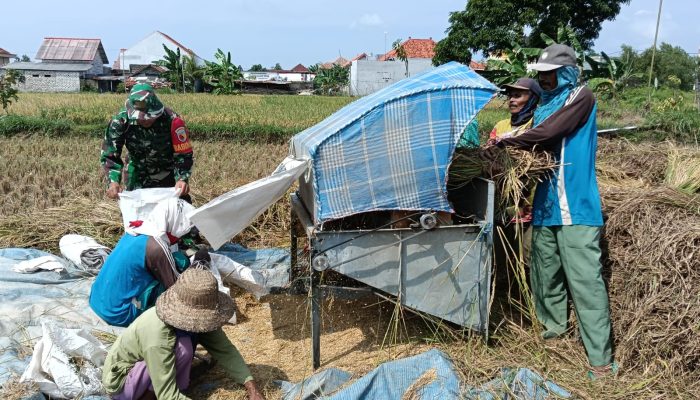 Serda Edi Suswanto Bantu Petani Panen Padi di Desa Pagagan, Wujudkan Kemanunggalan TNI dengan Rakyat
