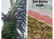 Serangan Ulat Api Di Kebun Kelapa Sawit PT PP Lonsum Bah Bulian