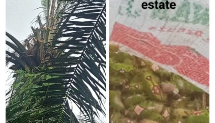 Serangan Ulat Api Di Kebun Kelapa Sawit PT PP Lonsum Bah Bulian