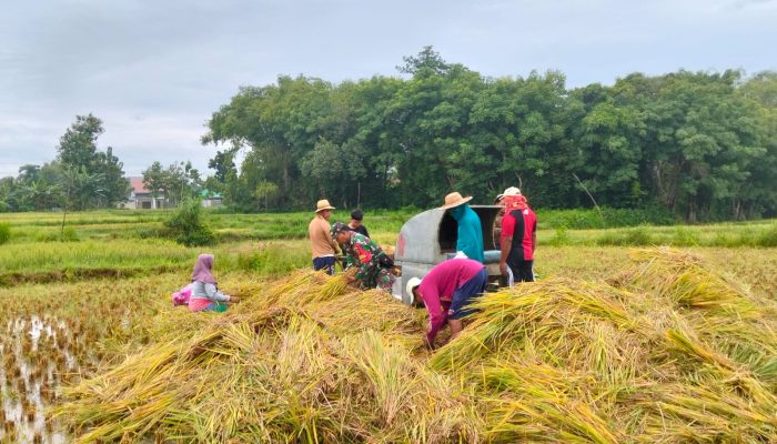 Dukung Ketahanan Pangan Serma Kurnadi Bantu Petani Panen Padi di Taro’an
