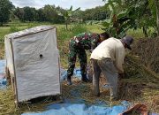 Peduli Kesejahteraan Petani, Babinsa Ponjanan Timur Turun ke Sawah Bantu Warga Panen Padi