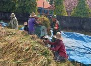 Babinsa Bantu Petani Panen Padi, Wujud Kepedulian terhadap Ketahanan Pangan di Pamekasan