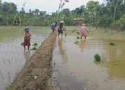Optimalkan Lahan Pertanian, Babinsa Cenlecen Dampingi Petani Laksanakan Tanam Padi Tahap ke-2
