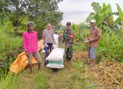 Sinergi Babinsa dalam Mendukung Penyerapan Gabah Petani di Wilayah