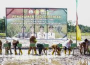 Komitmen Sukseskan Program Swasembada Pangan Nasional, Kodim 0416/Bute Ikuti Penanaman Padi Serentak Se-Provinsi Jambi