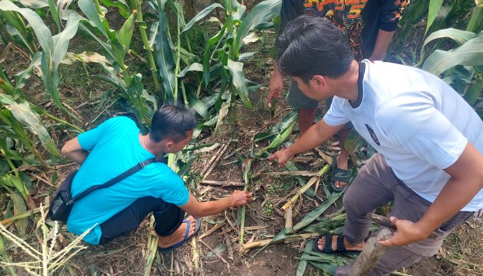 Curanmor Tewas di Amuk Masa Depan Bengkel Tumpang Malang
