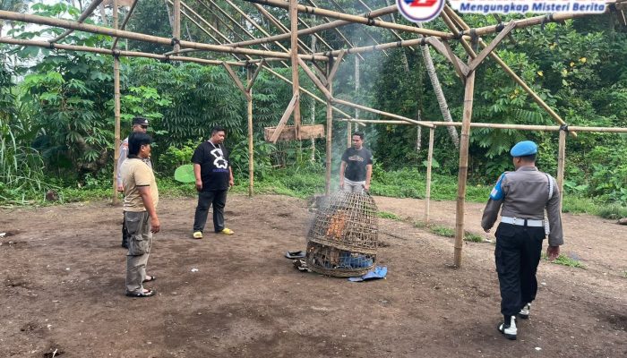Diduga Pembongkaran Arena Sabung Ayam Ada informasi Yang Bocor
