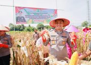 Panen Raya dan Penanaman Bibit Jagung Bersama Kapolres Jember di Desa Wuluhan