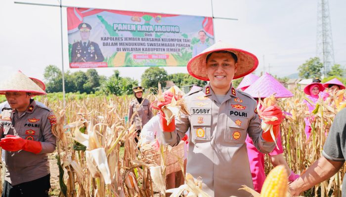 Panen Raya dan Penanaman Bibit Jagung Bersama Kapolres Jember di Desa Wuluhan