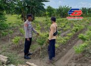 Polsek Laren Polres Lamongan Dorong Swasembada Pangan Melalui Pengecekan dan Penyuluhan Pekarangan Bergizi