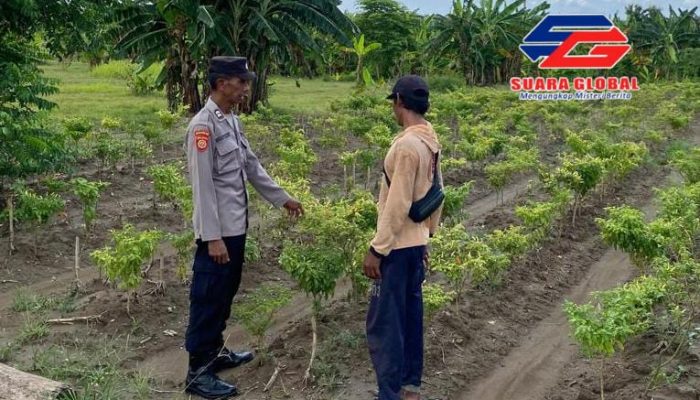 Polsek Laren Polres Lamongan Dorong Swasembada Pangan Melalui Pengecekan dan Penyuluhan Pekarangan Bergizi