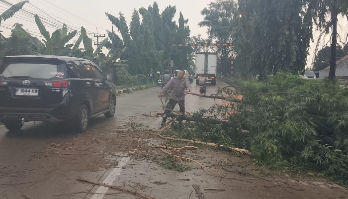 Gerak Cepat Polsek Babat Evakuasi Pohon Tumbang di Jalur Babat-Widang