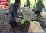Menjelang Hari Raya Kurban Banyak Penjual Kambing Dadakan Di  Lamongan