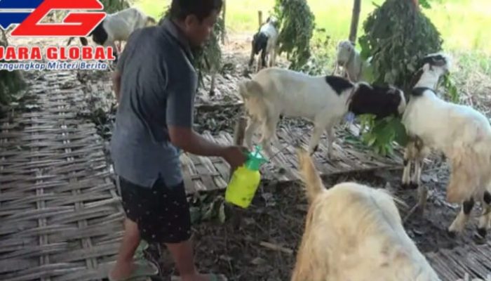 Menjelang Hari Raya Kurban Banyak Penjual Kambing Dadakan Di  Lamongan
