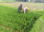 Sukseskan Tanam Padi Kedua Babinsa Durbuk Terjun ke Sawah Bantu Petani Bersihkan Hama Rumput