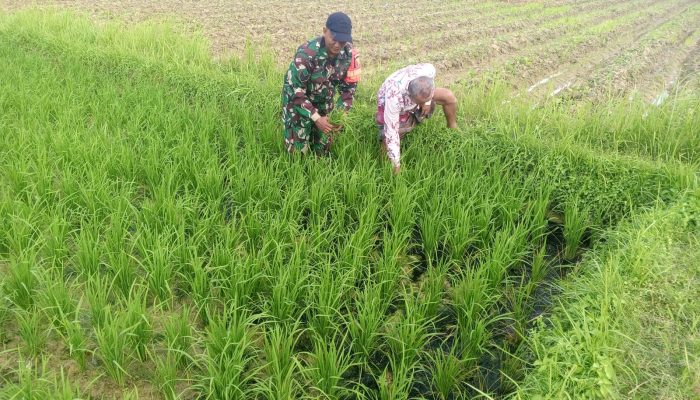 Sukseskan Tanam Padi Kedua Babinsa Durbuk Terjun ke Sawah Bantu Petani Bersihkan Hama Rumput