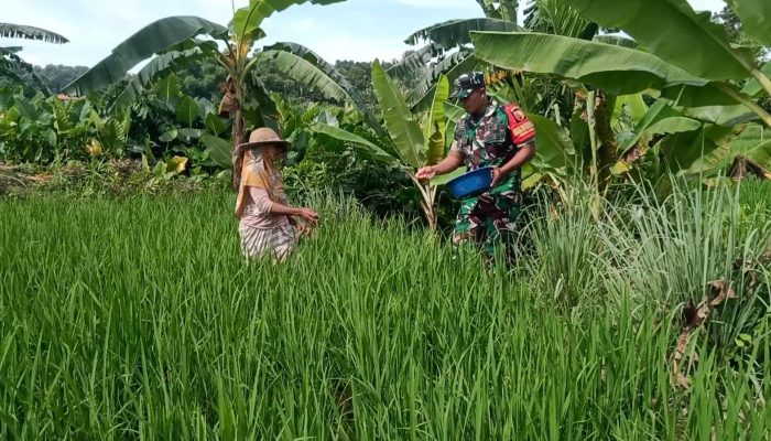 Babinsa Koramil Waru Bantu Petani Lakukan Pemupukan Padi di Desa Waru Timur