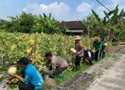 Polsek Karanggeneng Monitoring Program Pangan Bergizi (P2B), Kapolsek Petik Buah Melon