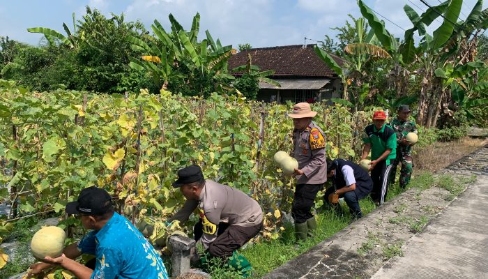 Polsek Karanggeneng Monitoring Program Pangan Bergizi (P2B), Kapolsek Petik Buah Melon 