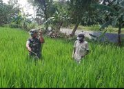 Tingkatkan Produktivitas Pertanian, Sertu Iwan Ripto Bantu Petani Lakukan Penyemprotan Tanaman Padi