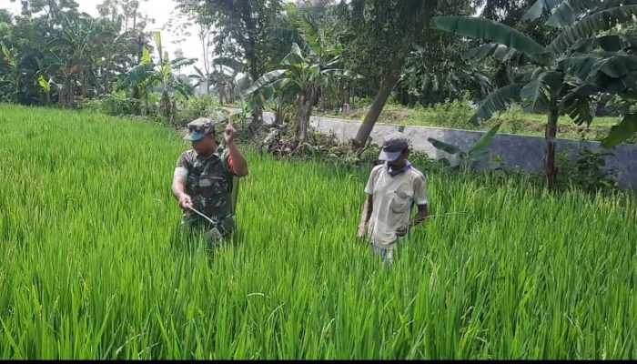 Tingkatkan Produktivitas Pertanian, Sertu Iwan Ripto Bantu Petani Lakukan Penyemprotan Tanaman Padi