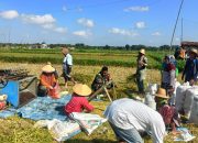 Koptu Moh. Syarif Terjun ke Sawah Bantu Petani Panen Padi Tahap Kedua