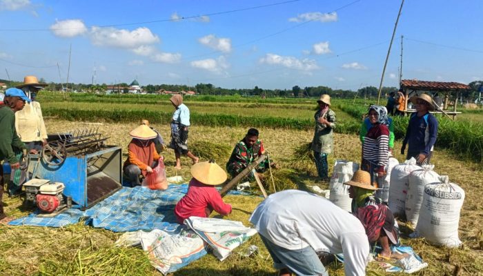 Koptu Moh. Syarif Terjun ke Sawah Bantu Petani Panen Padi Tahap Kedua