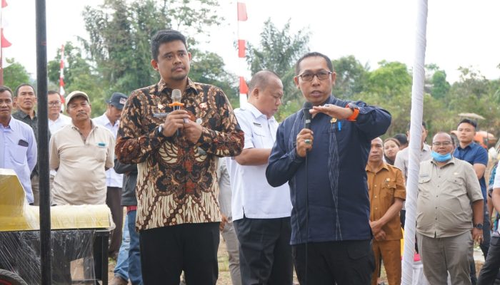 Bupati Tapanuli Utara Bersama Gubernur Sumatra Utara Tanam Jagung di Parmonangan