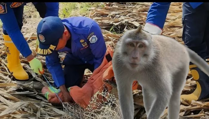 Warga Lamongan Resah dengan Adanya Monyet Liar