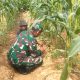 Babinsa Koramil 0826-10 Waru Ajak Petani Jagung Tingkatkan Produktivitas Dukung Ketahanan Pangan di Desa Tampojung Pregi
