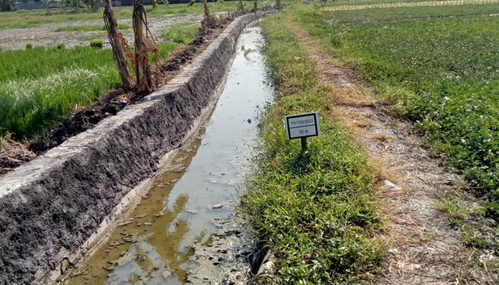 Parah ! Pasangan Batu Pembangunan Jaringan Irigasi P3TGAI Desa Putat Di Atas Pondasi Lama