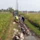 Konspirasi Jahat Dibalik Amburadulnya Pekerjaan Proyek Jaringan Irigasi P3TGAI Desa Mlirip Rowo
