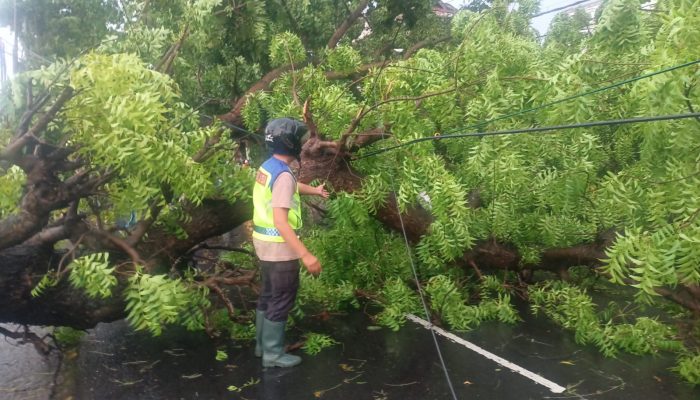 Polsek Jajaran Polres Lamongan Cepat Tanggap Evakuasi Pohon Tumbang Akibat Angin Puting Beliung Di Sejumlah Wilayah