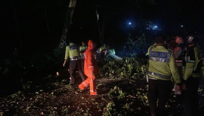 Sat Samapta Polres Lamongan Evakuasi Dan Potong Puluhan Pohon Tumbang Di Jalur Poros Sukodadi – Pucuk