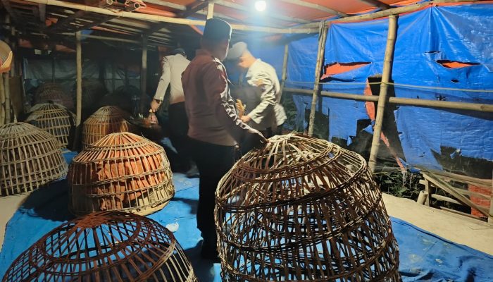 Dalam Sehari Polres Lamongan Grebek Arena Judi Sabung Ayam Di Dua Kecamatan