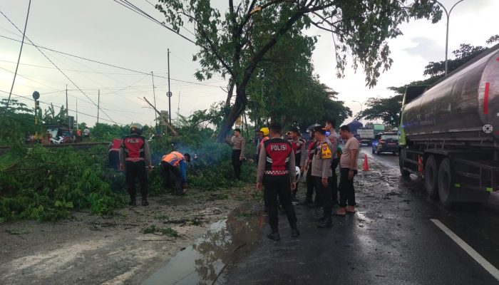 Aksi Tanggap Bencana Polres Lamongan Evakuasi Pohon Tumbang di Sukodadi