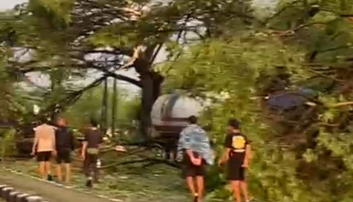 Pohon Tumbang Akibat Angin Kencang Memacetkan Arus Lalu Lintas
