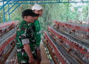 Ternak Ayam Petelur Untuk Menunjang Ketahanan Pangan Desa Kebalankulon