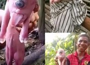 fenomena Anak Babi Kondisi Fisik Sangat Tidak Lazim