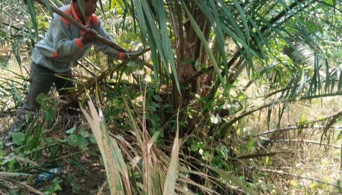 Nurhadi Minta Polres Simalungun Segera Proses Dalang Pengerusakan Tanaman Kelapa Sawit Miliknya Adiknya yang Mengidap Down Sindrom