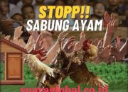 Dugaan Judi Sabung Ayam di Mojoroto Tidak Tersentuh : Nama “Kancil” dan “Adibo” Disebut Warga – Aparat Jangan Kalah Cepat