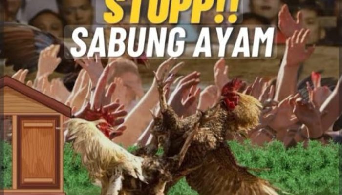 Dugaan Judi Sabung Ayam di Mojoroto Tidak Tersentuh : Nama “Kancil” dan “Adibo” Disebut Warga – Aparat Jangan Kalah Cepat