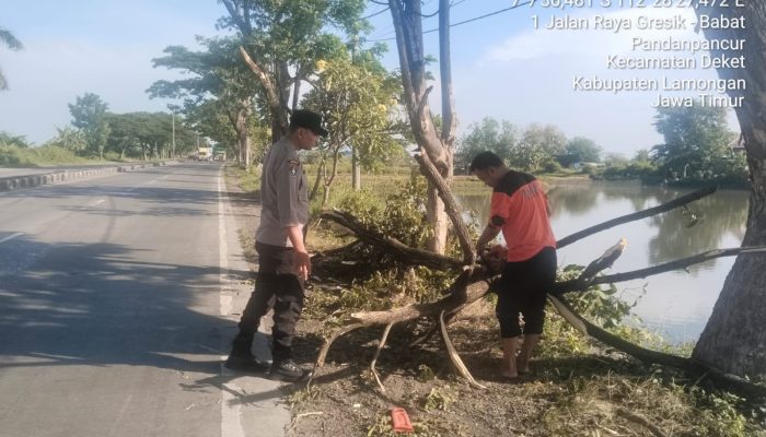 Polisi Bersama Warga Sigap Evakuasi Pohon Tumbang di Jalan Poros Lamongan – Gresik